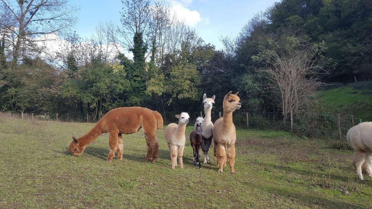 La Ferme Des Andes - Gite L'Atelier Quins Εξωτερικό φωτογραφία