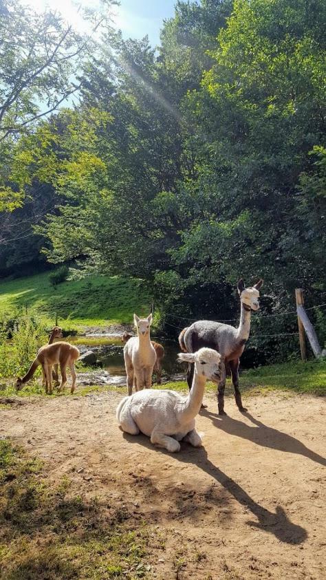 La Ferme Des Andes - Gite L'Atelier Quins Εξωτερικό φωτογραφία